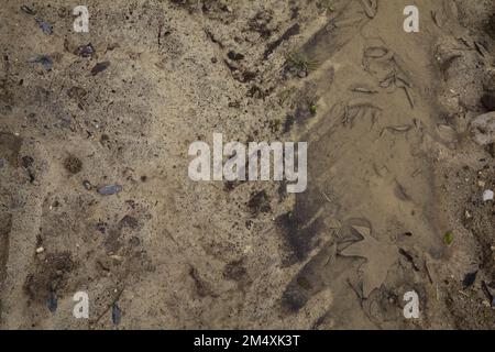 Tire  footprint in a puddle on a muddy road seen up close Stock Photo