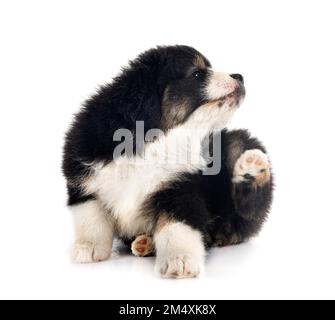 Miniature American Shepherd in front of white background Stock Photo