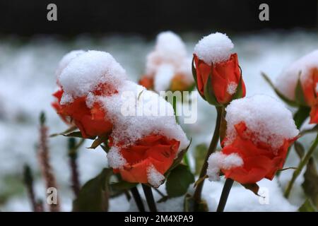 Snow covered roses in winter Stock Photo