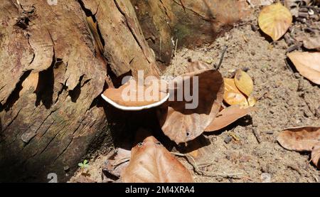 An artist's bracket fungus (Ganoderma Applanatum) is living on a dead tree root and this mushroom grows joining a fallen leaf nearby ground Stock Photo
