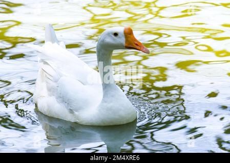 A white goose swims around on the barnyard pond. Stock Photo