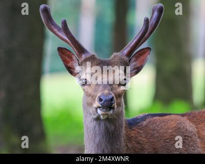 A closeup shot of a cute fluffy deer on a blurred background of forest Stock Photo