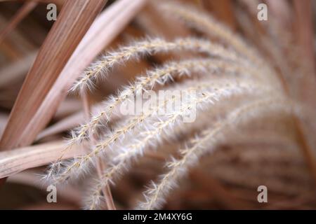 Selective soft focus of beach dry grass, reeds, stalks blowing in the wind at golden sunset light. Dry reeds boho style. Earth watching. Autumn landsc Stock Photo