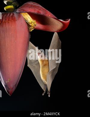 Orange nectar bat (Lonchophylla robusta) feeding from Banana flower, Osa Peninsula, Puntarenas, Costa Rica. Stock Photo