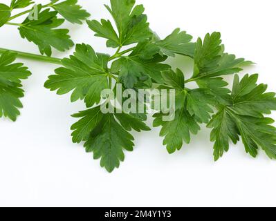 Fresh parsley on a white background. Parsley leaves close-up. Fresh spicy herbs for cooking. Harvest of vitamins. Stock Photo