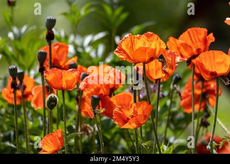 a bouquet of blooming poppy flowers in the garden. Water droplets on the orange leafs. Blurred green background Stock Photo