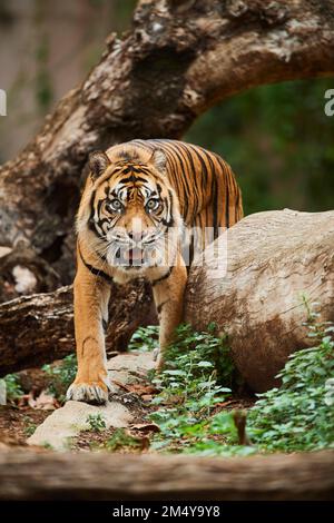 Sumatran tiger (Panthera tigris sondaica), Spain