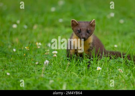 Pine marten (Martes martes) adult animal on a garden lawn, Ardnamurchan, Scotland, United Kingdom Stock Photo