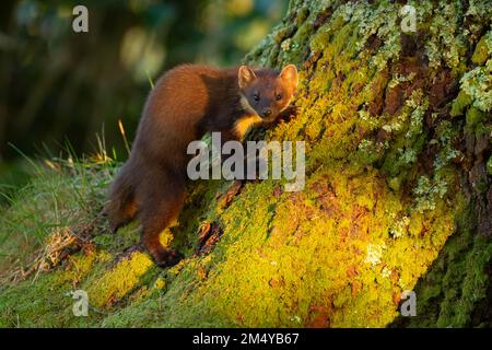 Pine marten (Martes martes) adult animal on a tree trunk, Ardnamurchan, Scotland, United Kingdom Stock Photo