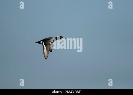 Tufted duck (Aythya fuligula) adult male bird in flight, Gloucestershire, England, United Kingdom Stock Photo