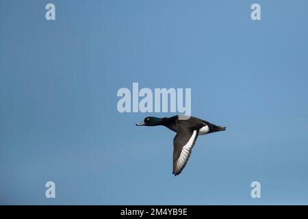 Tufted duck (Aythya fuligula) adult male bird in flight, Gloucestershire, England, United Kingdom Stock Photo