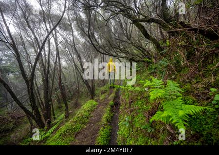 Hiker in the forest with fog, hiking trail at the Levada do Brasileiro, Madeira, Portugal Stock Photo
