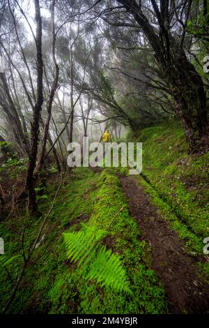 Hiker in the forest in fog, hiking trail at the Levada do Brasileiro, Madeira, Portugal Stock Photo