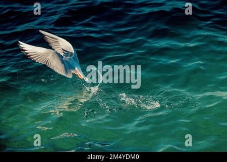 Single seagull flying in the sky in view Stock Photo