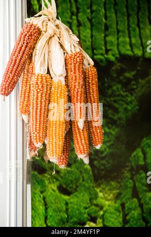 Dry corn on the cob kernels are peeled Stock Photo