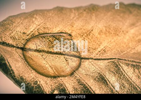 Water drops found on a gold color painted leaf Stock Photo