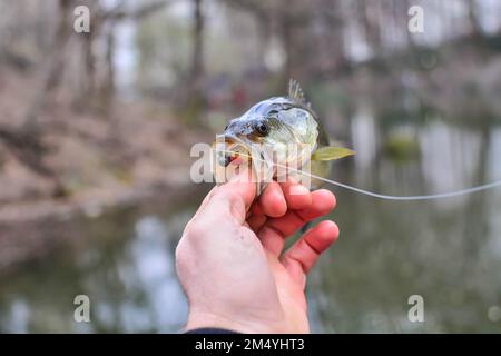 Holding in hand nice summer catch, largemouth bass summer shore fishing,  lure in mouth Stock Photo - Alamy