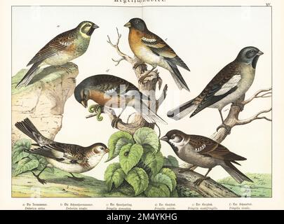 Cirl bunting, Emberiza cirlus a, snow bunting, Plectrophenax nivalis b, house sparrow, Passer domesticus c, chaffinch, Fringilla coelebs, brambling, Fringilla montifringilla, white-winged snowfinch, Montifringilla nivalis f. Chromolithograph from Gotthilf Heinrich von Schubert's Natural History of the Animal Realms (Naturgeschichte des Tierreichs), Schreiber, Munich, 1886. Stock Photo