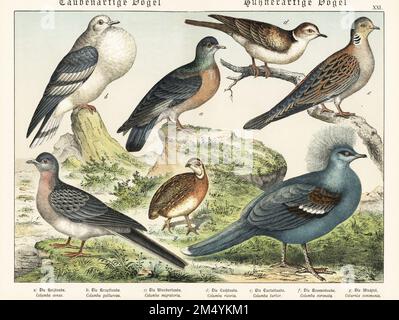 Stock dove, Columba oenas a, cropper dove, Columba gutturosa b, extinct passenger pigeon, Ectopistes migratorius c, Barbary dove, Streptopelia risoria d, European turtle dove, Streptopelia turtur e, western crowned pigeon, Goura cristata f, and common quail, Coturnix coturnix g. Chromolithograph from Gotthilf Heinrich von Schubert's Natural History of the Animal Realms (Naturgeschichte des Tierreichs), Schreiber, Munich, 1886. Stock Photo