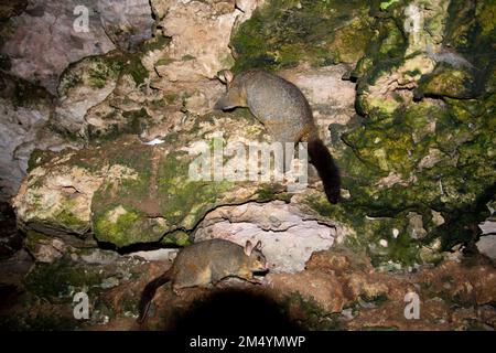 Wild Possum on the Rocks Stock Photo