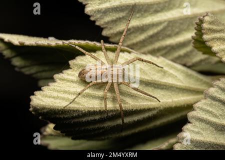 Adult Female Running Crab Spider of the genus Genus Tibelloides Stock Photo