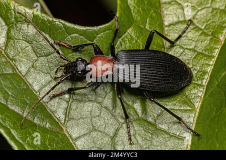 Adult False Bombardier Beetle of the Genus Galerita Stock Photo