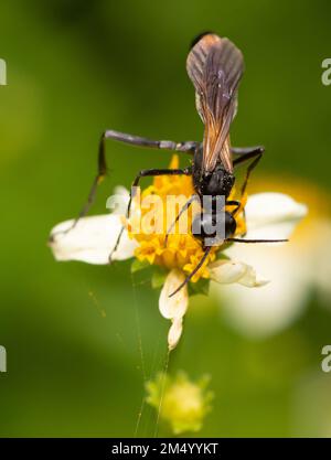 A selective focus shot of a common thread-waisted wasp (Ammophila procera) perched on a flower Stock Photo