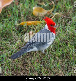 Red-crested cardinal Stock Photo