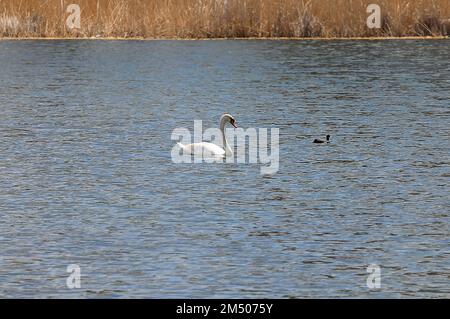 A white swan swims on the lake, and next to a black duck, a coot. Water surface with small waves and dry reeds. Stock Photo