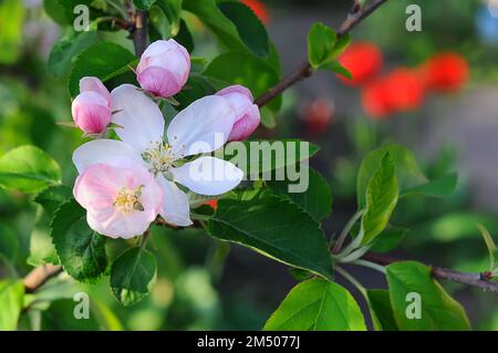White flowers with petals and stamens on an apple branch, spring foliage of an orchard. Blurred color background, selective focus Stock Photo