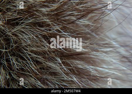 natural animal fur closeup as background Stock Photo