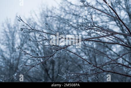 Freezing rain winter. Ice and snow on branch after Freezing rain. Branch fully encapsulated in ice glaze. Winter gloomy background Stock Photo