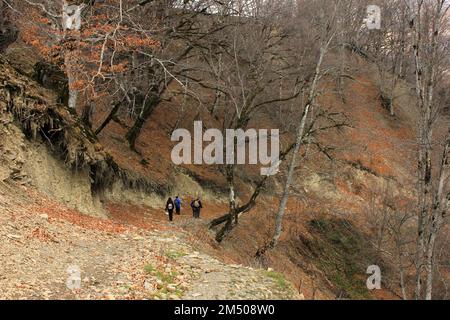 Tourists walk along the road in the forest. Gabala. Azerbaijan. Stock Photo