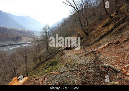 Tourists walk along the road in the forest. Gabala. Azerbaijan. Stock Photo