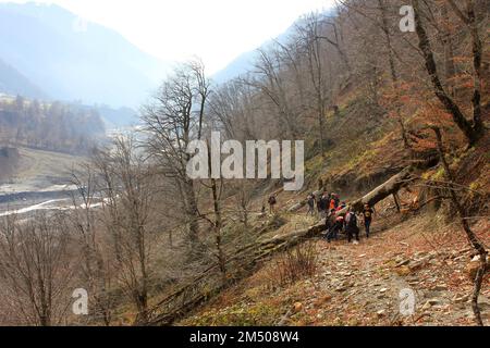 Gabala. Azerbaijan. 12.04.2016. Tourists walk along the road in the forest. Stock Photo