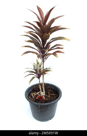 Green cordyline fruticosa plant isolated on white background Stock Photo