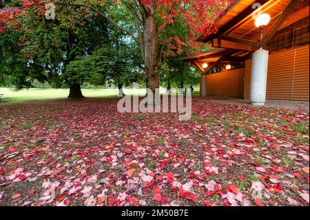 Dry red maple foliage fall on the floor in garden on autumn season Stock Photo
