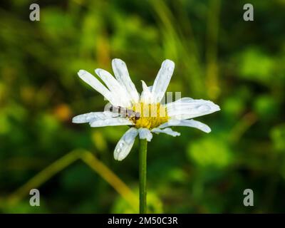 A macro shot of a thick-legged hoverfly on daisy flower in a garden Stock Photo
