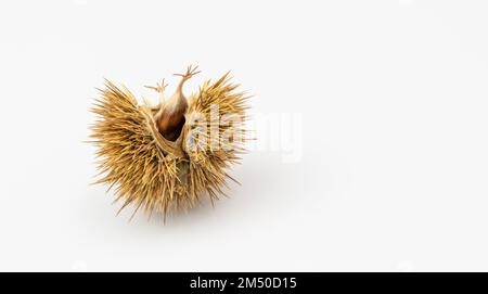 Sweet chestnuts seeds in the protective spiky shells. Castanea Sativa ...