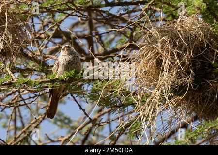 A rufous tailed weaver bird next to its nest, weaved on acacia branches. Stock Photo