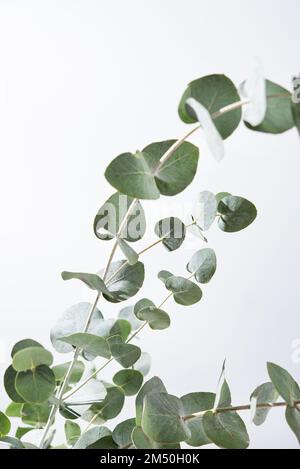 Eucalyptus branches on a light gray background close up. Copy space. Stock Photo