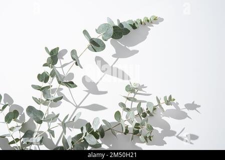 Eucalyptus branches on a light gray background with shadows. Copy space. Stock Photo