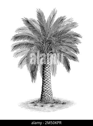 Phoenix palm hand draw vintage engraving style black and white clip art Stock Vector