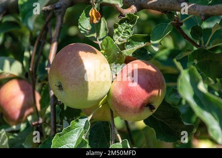 Apples on a branch Stock Photo