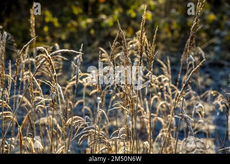 Den Helder, Netherlands. December 2022. Dutch winter landscape with frost. High quality photo Stock Photo