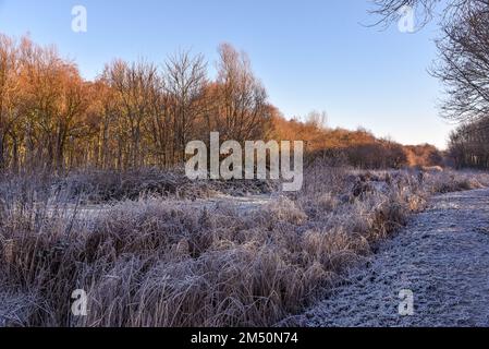 Den Helder, Netherlands. December 2022. Dutch winter landscape with frost. High quality photo Stock Photo