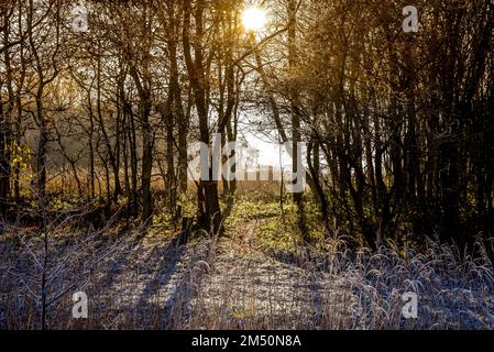 Den Helder, Netherlands. December 2022. Dutch winter landscape with frost. High quality photo Stock Photo