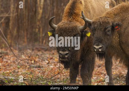 UK bison: new bull in from Germany meeting young cow, as part of first wild bison herd in the UK, day of release, December 2022. Stock Photo