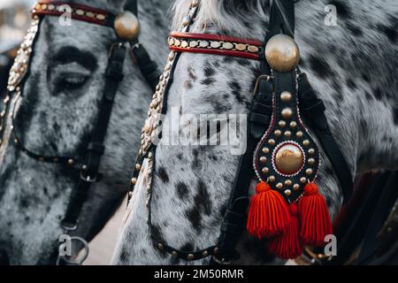 Black and white horse close-up portrait with traditional red and gold decoration. Horse carriage on the main old town market square in Krakow, Poland. Stock Photo