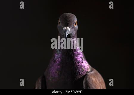 red dove with a steel tint on the neck Stock Photo